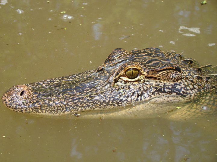 A close-up of a gator, with it's head above the water.